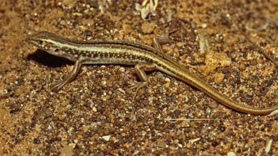 The Gravel-downs ctenotus is a small lizard found only in the Diamantina Lakes area in QLD. It is now listed as critically endangered. (David Knowles Queensland Government)