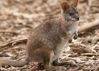 멸종 위기종 구제 ‘행동계획’ 발표 The Parma Wallaby has been listed as vulnerable. This small rock wallaby, endemic to NSW along the Great Dividing Range, is threated by fire and increased predation by foxes due to reduced vegetation cover. (iStock).jpg