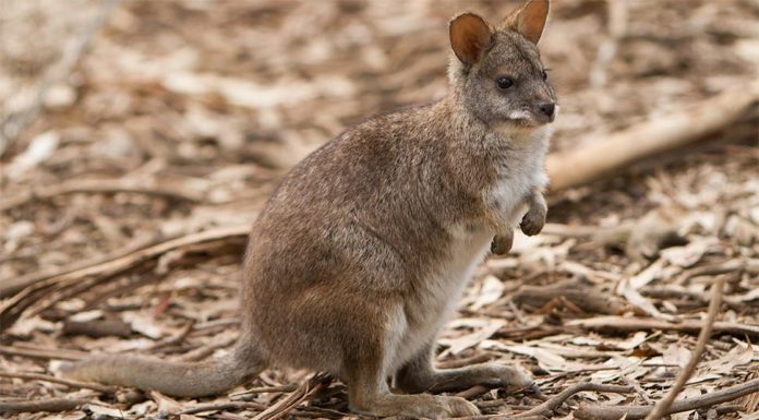 멸종 위기종 구제 ‘행동계획’ 발표 The Parma Wallaby has been listed as vulnerable. This small rock wallaby, endemic to NSW along the Great Dividing Range, is threated by fire and increased predation by foxes due to reduced vegetation cover. (iStock).jpg