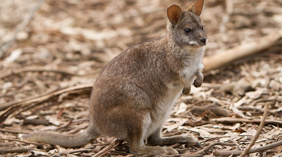 The Parma Wallaby has been listed as vulnerable. This small rock wallaby, endemic to NSW along the Great Dividing Range, is threated by fire and increased predation by foxes due to reduced vegetation cover. (iStock).jpg
