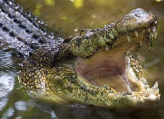 웨스턴 오스트레일리아, 악어에게 ‘머리를 물린’ 남자 The Western Australian man was reportedly attacked by the crocodile while crabbing. (Getty ImagesiStockphoto)