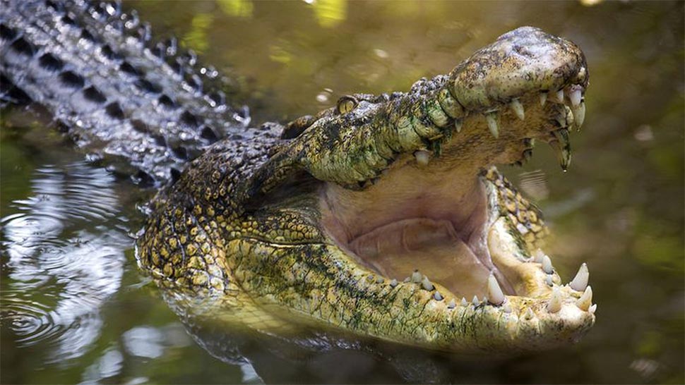 The Western Australian man was reportedly attacked by the crocodile while crabbing. (Getty ImagesiStockphoto)