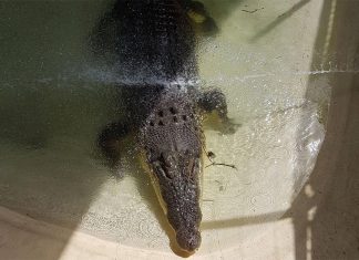 퀸즐랜드 지역에 나타난 4미터 악어, 야생동물 관리자들에 의해 제거 A four-metre crocodile has been removed from a waterbody by wildlife officers in rural Queensland. (Queensland Environment)