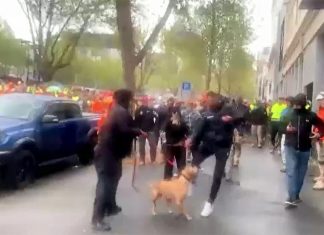 멜버른 ‘무방비한’ 개를 발로 찬 남자, 유죄 판결 A man who kicked a dog at an anti-COVID protest was found guilty of deliberate cruelty. (Nine)