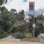 A tree has fallen across a road in Lynbrook, about 36km from Melbourne. (Nine)