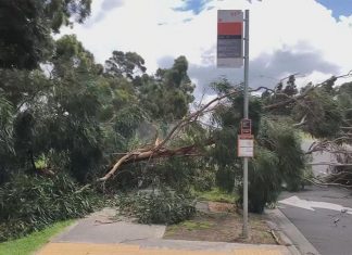 빅토리아 전역에 최악의 날씨로 쓰러진 나무들때문에 교통대란 A tree has fallen across a road in Lynbrook, about 36km from Melbourne. (Nine)