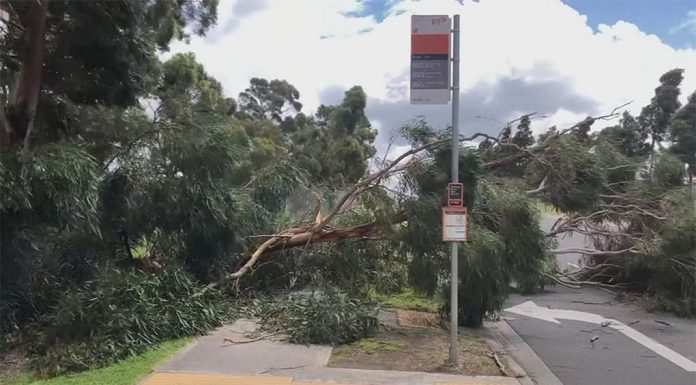 빅토리아 전역에 최악의 날씨로 쓰러진 나무들때문에 교통대란 A tree has fallen across a road in Lynbrook, about 36km from Melbourne. (Nine)