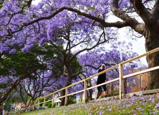 기후변화에 놀란 자카란다 늦은 겨울잠 Jacarandas in bloom in McDougall Street, Kirribilli, in October 2017.CREDITNICK MOIR