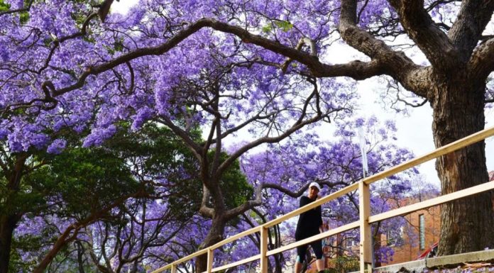 기후변화에 놀란 자카란다 늦은 겨울잠 Jacarandas in bloom in McDougall Street, Kirribilli, in October 2017.CREDITNICK MOIR