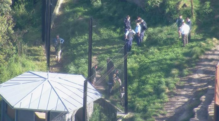 타롱가 동물원 사자 5마리 전시 울타리 탈출 NSW Police attended the zoo as a “precaution”.-nine