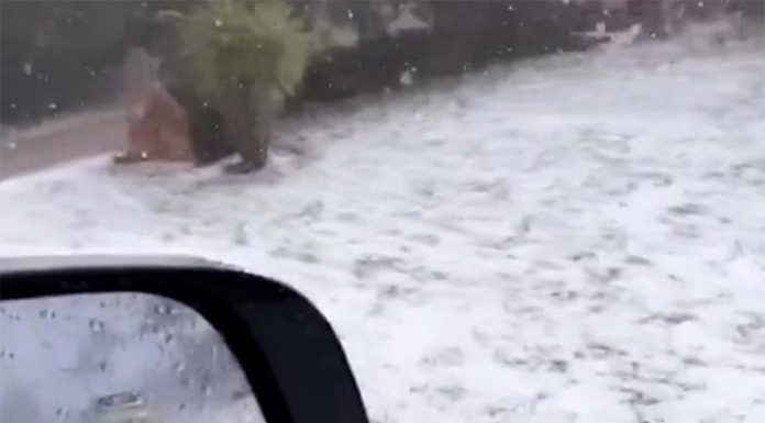 NSW에서 퀸즐랜드로 향하는 폭우와 우박 Port Macquarie was battered by heavy hail yesterday afternoon, with residents taking footage of what looked like a winter wonderland, days out from December. (Nine)