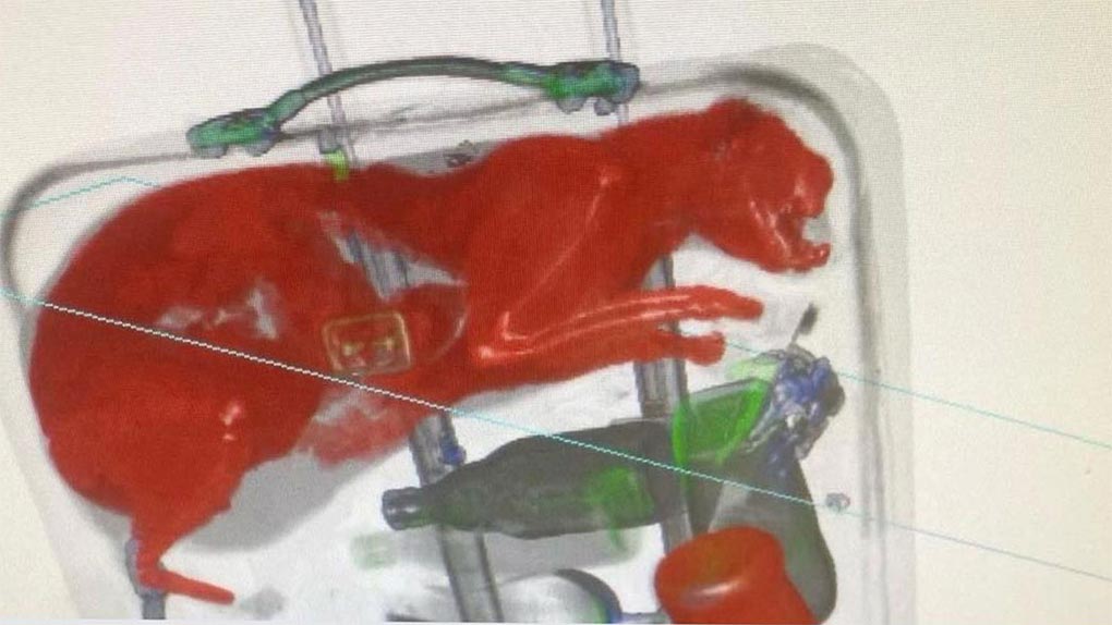 The Transportation Security Administration posted photos of an x-ray of a bag with a live cat trapped inside. (TSA)
