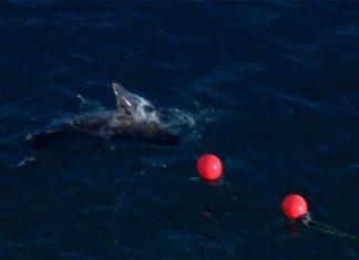 올여름 상어 공격위험에 대비 NSW 해안 방어 강화 The drum lines catch sharks using a baited hook, which then notifies crews who have 30 minutes to respond, tag the animals and release them. (9News)