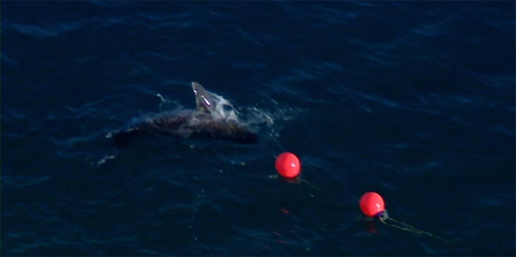 The drum lines catch sharks using a baited hook, which then notifies crews who have 30 minutes to respond, tag the animals and release them. (9News)