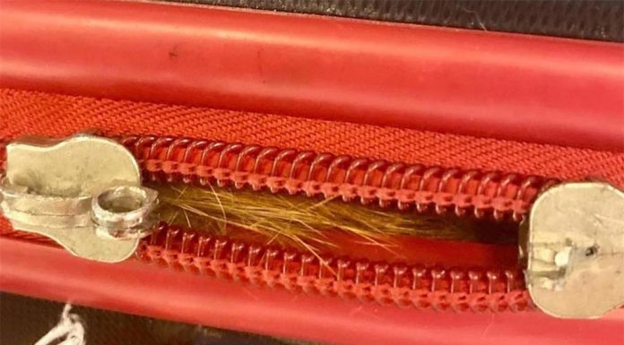 미국 공항 수하물 스캔에 걸린 고양이, 어떻게 여행가방에 들어갔나 The orange cat was trapped in checked luggage at JFK airport. (TSA)