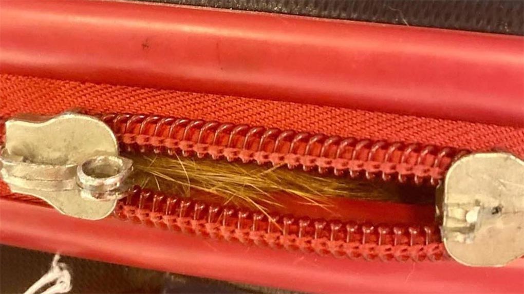 The orange cat was trapped in checked luggage at JFK airport. (TSA)