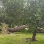 Wild weather has wreaked havoc across Victoria with strong winds snapping trees in Leongatha. (Nine)
