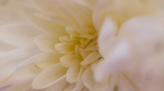 호주 채널 9이 본 이태원 참사