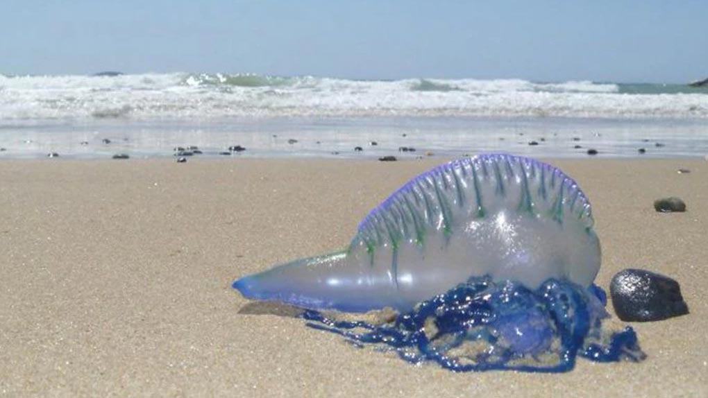 A teenage boy was taken to hospital after swallowing a bluebottle on Christmas Day. Picture SuppliedFacebook