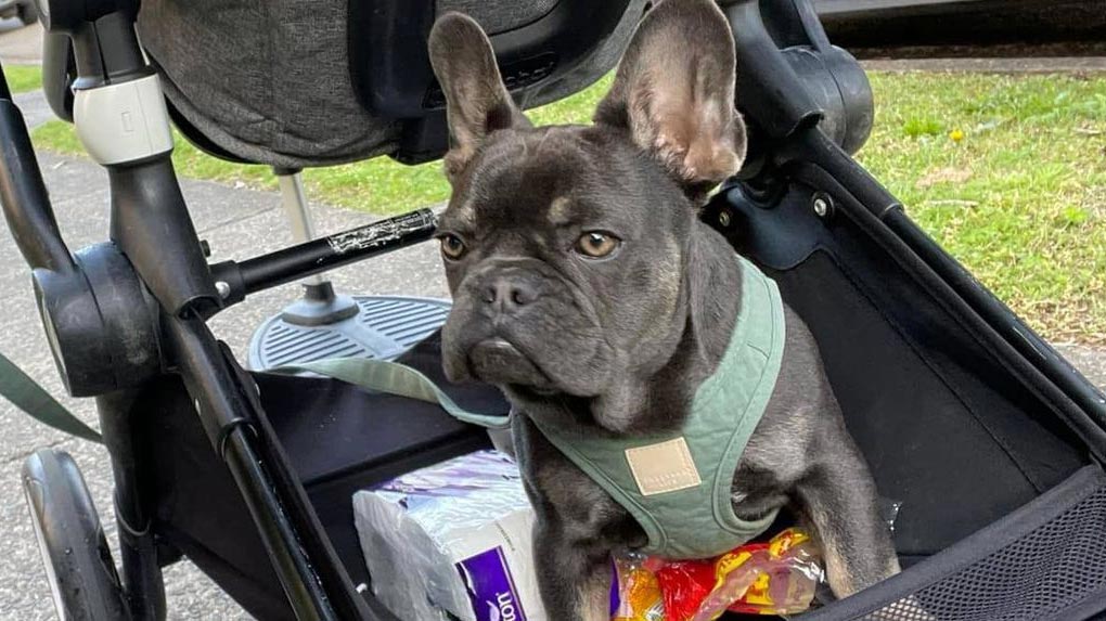 Banjo, an 18-month-old French bulldog is missing after being taken from southern Sydney. (Supplied)