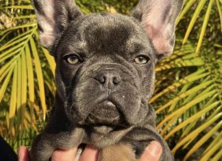 프렌치 불독 실종으로 시드니 한 가족의 간절한 애원 Dominique Heap, a mother-of-two, believes her son's puppy was stolen. (Dominique Heap)