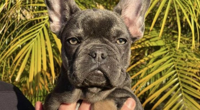 프렌치 불독 실종으로 시드니 한 가족의 간절한 애원 Dominique Heap, a mother-of-two, believes her son's puppy was stolen. (Dominique Heap)