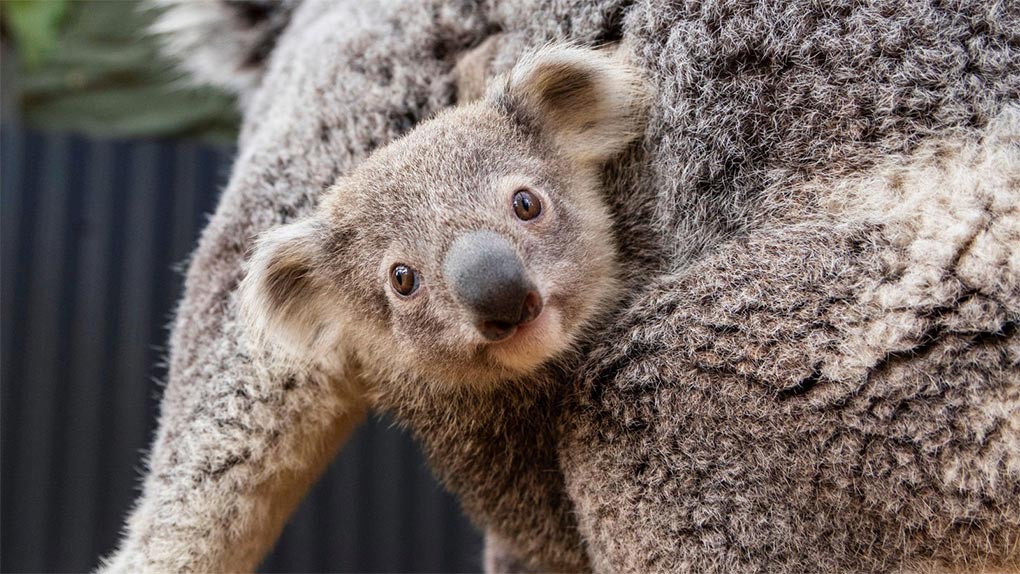 Sky enjoys munching on small eucalyptus leaves and drinking his mother's milk. (Harry Vincent)