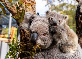 시드니 타롱가 동물원, 새로운 코알라 ‘스카이’를 환영 Sydney's Taronga Zoo has welcomed the birth of an adorable koala joey named Sky. (Harry Vincent)