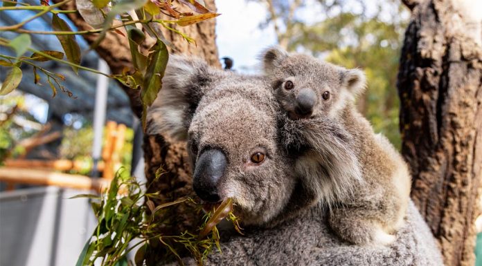 시드니 타롱가 동물원, 새로운 코알라 ‘스카이’를 환영 Sydney's Taronga Zoo has welcomed the birth of an adorable koala joey named Sky. (Harry Vincent)
