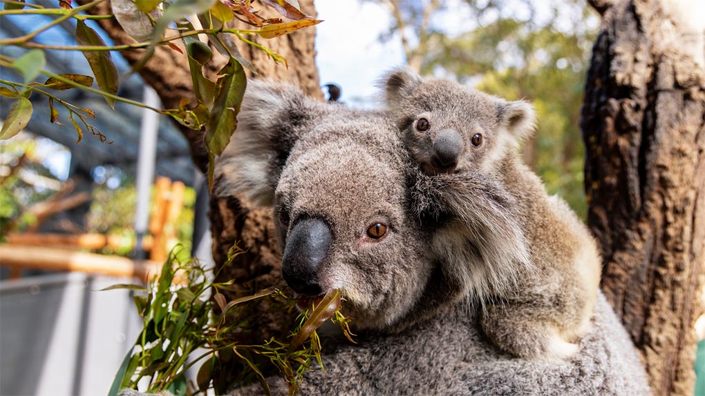 Sydney's Taronga Zoo has welcomed the birth of an adorable koala joey named Sky. (Harry Vincent)