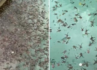 수천 마리의 개구리, NSW 뒷마당 수영장에 Thousands of frogs are breeding in a swimming pool near Wagga Wagga. (Roy Hamilton)