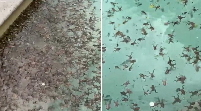 수천 마리의 개구리, NSW 뒷마당 수영장에 Thousands of frogs are breeding in a swimming pool near Wagga Wagga. (Roy Hamilton)