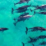 A pod of 30 dolphins has been spotted off the NSW coast. (Daniel Lukic)