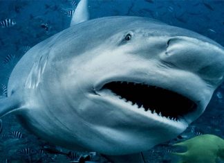 시드니 항구에서 괴물 황소 상어를 잡다 Great whites, tigers and bull sharks are in the top three target species involved in the most serious bites around the nation (Getty)