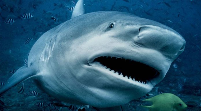 시드니 항구에서 괴물 황소 상어를 잡다 Great whites, tigers and bull sharks are in the top three target species involved in the most serious bites around the nation (Getty)