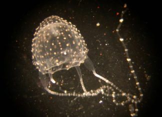 퀸즐랜드 핫스팟, 이루칸디나비아로 의심되는 독침이 잇따라 Irukandji jellyfish are normally found in tropical waters, stretching from Bundaberg in Queensland to Geraldton in Western Australia. (Dr Lisa-ann Gershwin CSIRO)