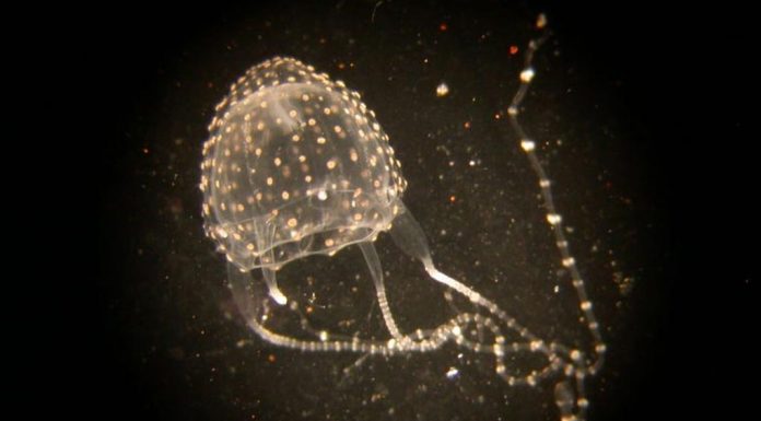 퀸즐랜드 핫스팟, 이루칸디나비아로 의심되는 독침이 잇따라 Irukandji jellyfish are normally found in tropical waters, stretching from Bundaberg in Queensland to Geraldton in Western Australia. (Dr Lisa-ann Gershwin CSIRO)