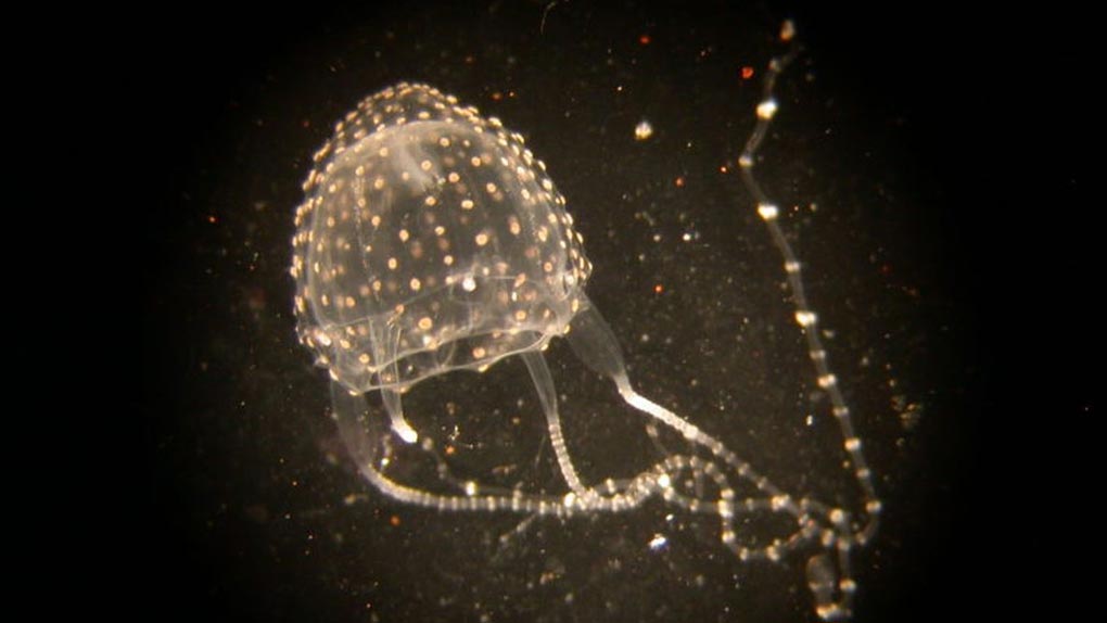 Irukandji jellyfish are normally found in tropical waters, stretching from Bundaberg in Queensland to Geraldton in Western Australia. (Dr Lisa-ann Gershwin CSIRO)
