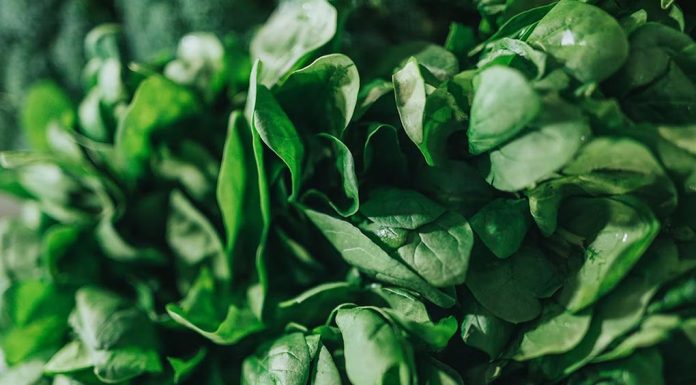 울월스, 야채 샐러드에서 ‘독성이 높은’ 식물 발견 이후 긴급 조사에 착수 NATHAN DUMLAO_UNSPLASH