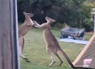 NSW 캠프장에 권투하는 캥거루 출몰 The kangaroos duke it out moments before tumbling into the tent. (NBN News 9News)