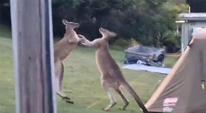 NSW 캠프장에 권투하는 캥거루 출몰 The kangaroos duke it out moments before tumbling into the tent. (NBN News 9News)