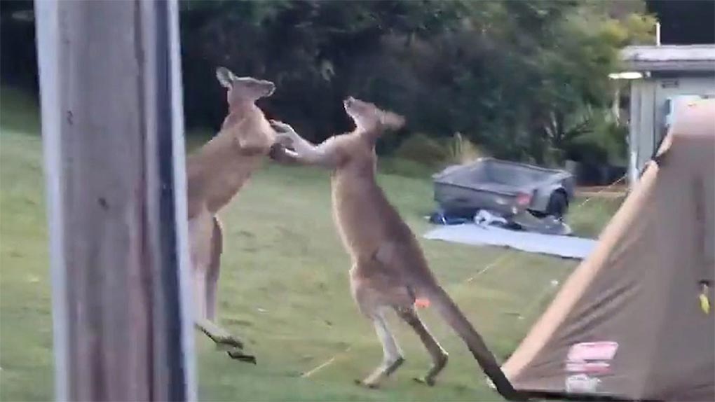 The kangaroos duke it out moments before tumbling into the tent. (NBN News 9News)