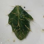 The shopper discovered this ‘barbed’ leaf in their salad mix. Credit Reddit