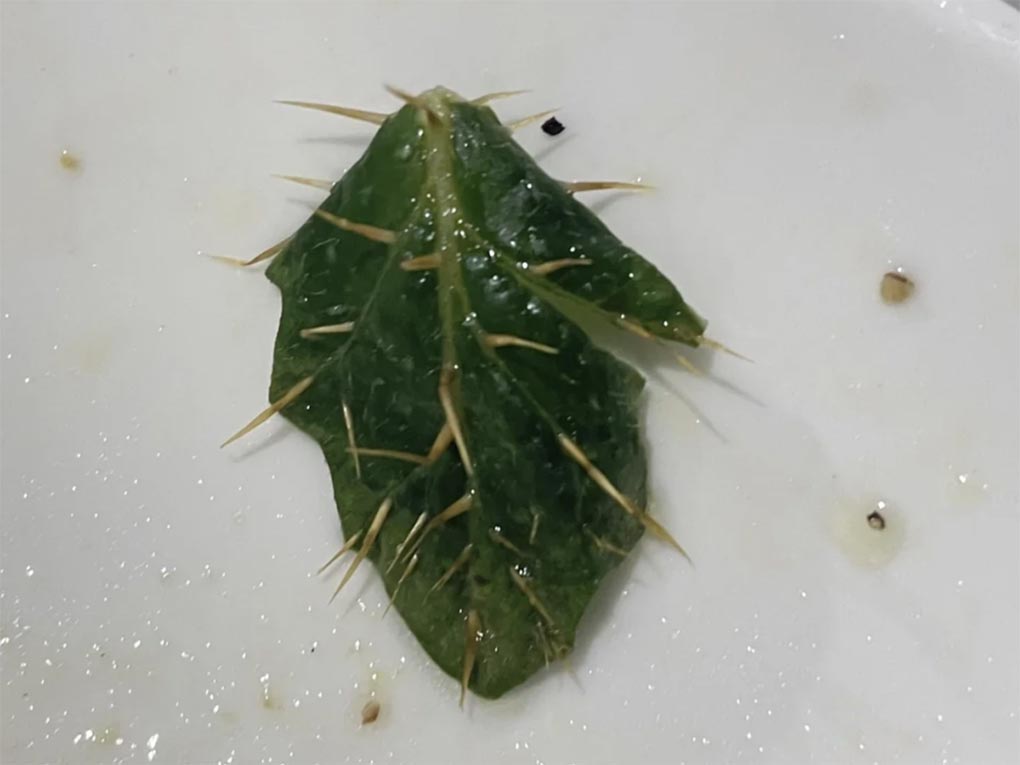 The shopper discovered this ‘barbed’ leaf in their salad mix. Credit Reddit