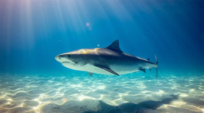 시드니 Sans Souci, 상어 개체 증가 위험 경고 @geerald_unsplash