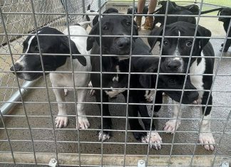 NSW 동물 보호소 한계, 더이상 유기동물 수용 못 해 A NSW shelter has hit its capacity and no longer has the room to take in stray animals. (NBN)