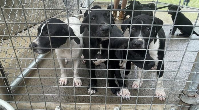 NSW 동물 보호소 한계, 더이상 유기동물 수용 못 해 A NSW shelter has hit its capacity and no longer has the room to take in stray animals. (NBN)