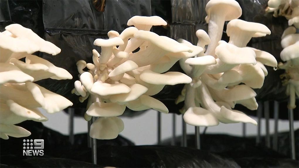 Once known for building cars, the former Holden plant in Elizabeth, South Australia, will now become the mushroom capital of the country. (9News)
