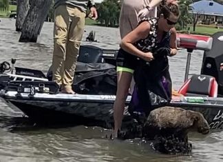 NSW 호수 한가운데 발이 묶인 웜뱃, 구조되다 The animal was spotted by a local resident while fishing over the weekend on Lake Mulwala. (Dutch Thunder Wildlife Shelter)