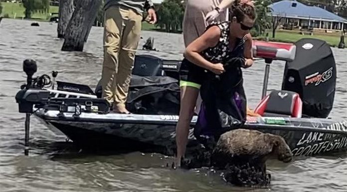 NSW 호수 한가운데 발이 묶인 웜뱃, 구조되다 The animal was spotted by a local resident while fishing over the weekend on Lake Mulwala. (Dutch Thunder Wildlife Shelter)